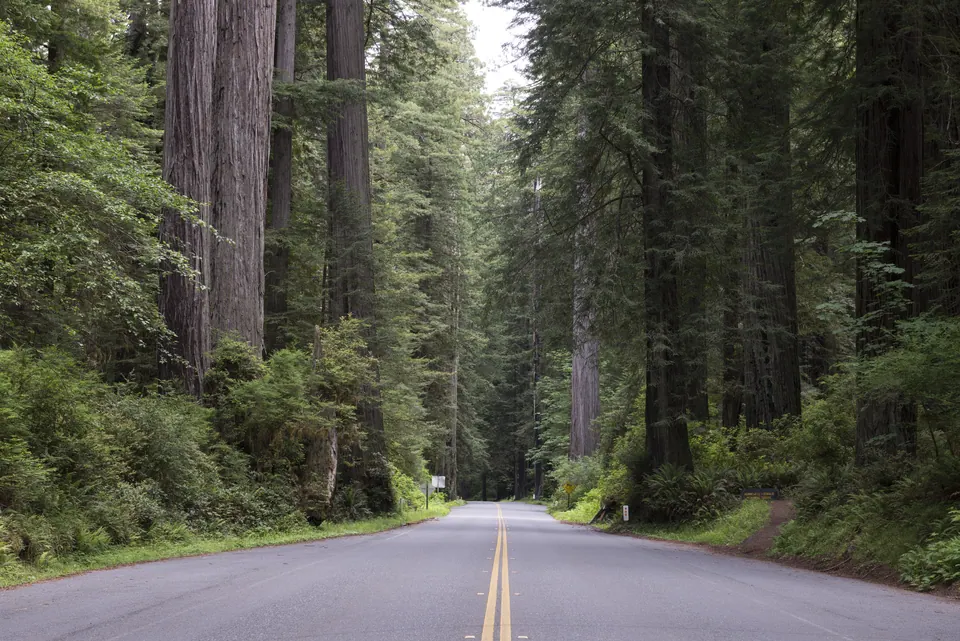 A road beneath tall redwoods